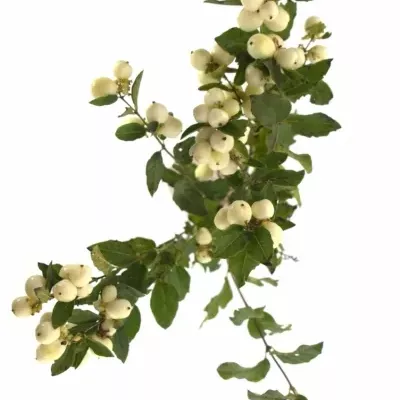 SYMPHORICARPOS MAGICAL SNOWFLAKE 40cm