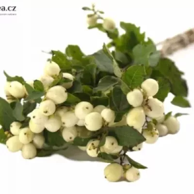 SYMPHORICARPOS MAGICAL SNOWFLAKE 40cm