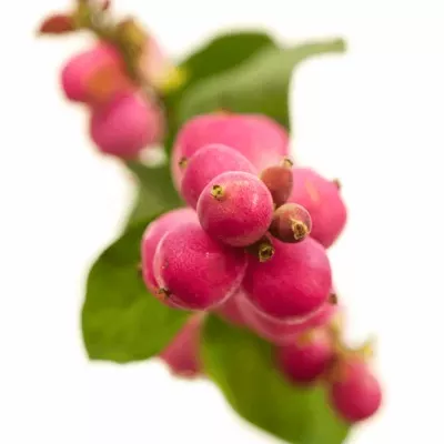 SYMPHORICARPOS MAGICAL TEMPATIO