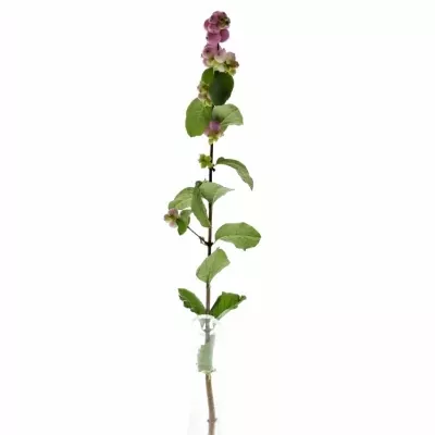 SYMPHORICARPOS MAGICAL TREASURE 45cm