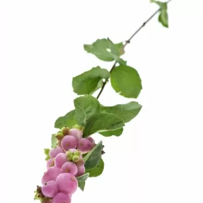 SYMPHORICARPOS MAGICAL TREASURE 45cm