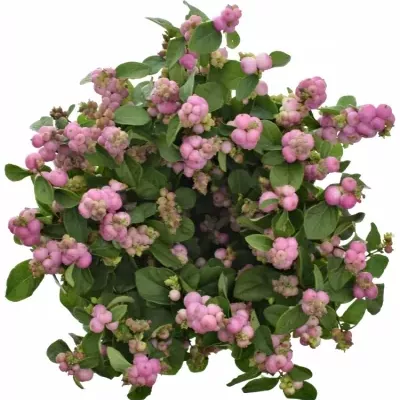 SYMPHORICARPOS MAGICAL TREASURE 45cm