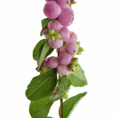 SYMPHORICARPOS MAGICAL TREASURE 45cm