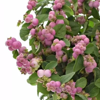 SYMPHORICARPOS MAGICAL TREASURE 45cm