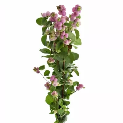 SYMPHORICARPOS MAGICAL TREASURE 45cm