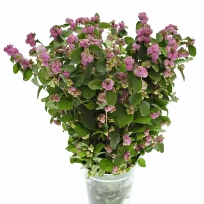 SYMPHORICARPOS MAGICAL TREASURE 45cm