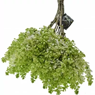 SYRINGA V MADAME FLORENT STEPMAN 40cm