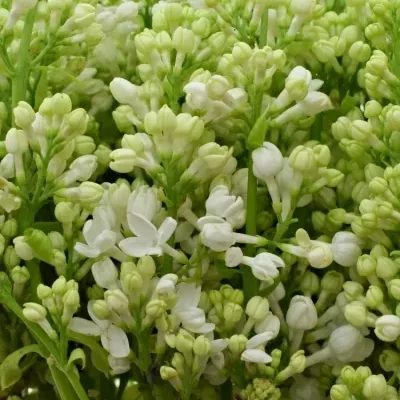 SYRINGA V MADAME FLORENT STEPMAN 40cm