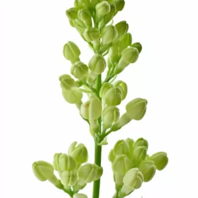 SYRINGA V MADAME FLORENT STEPMAN 40cm