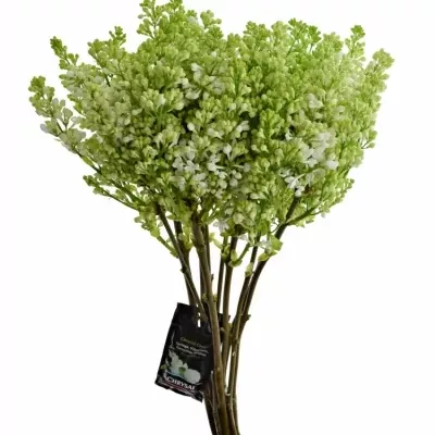 SYRINGA V MADAME FLORENT STEPMAN 40cm