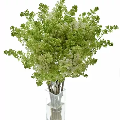 SYRINGA V MADAME FLORENT STEPMAN 40cm