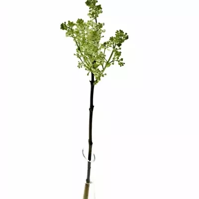 SYRINGA V MADAME FLORENT STEPMAN 40cm