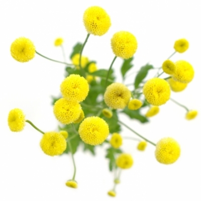 TANACETUM PA VICTORY YELLOW