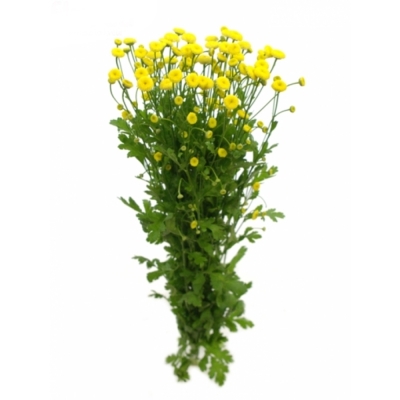 TANACETUM PA VICTORY YELLOW