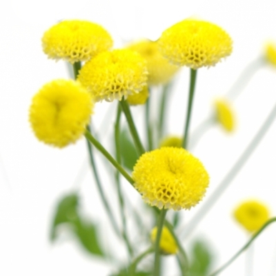 TANACETUM PA VICTORY YELLOW