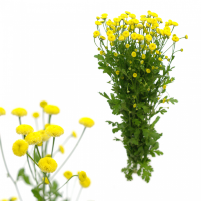 TANACETUM PA VICTORY YELLOW