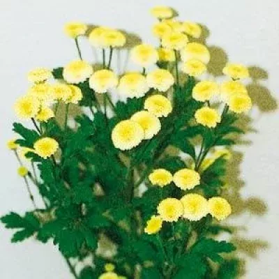 Tanacetum PAN SUNNY BALL 900g EX