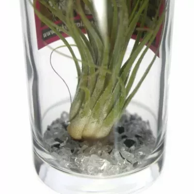 Tillandsia in longdrink d6cm v11cm