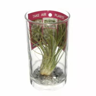 Tillandsia in longdrink d6cm v11cm