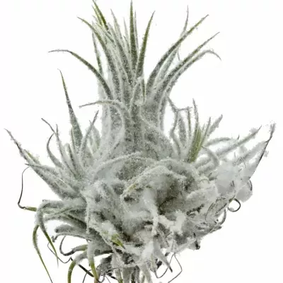 TILLANDSIA XEROGRAPH GLITTER