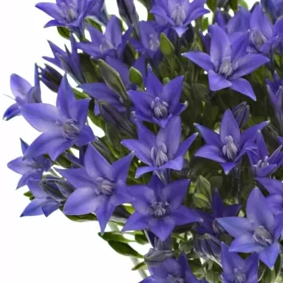 TRITELEIA BLUE STAR 70cm