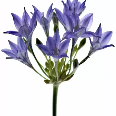 TRITELEIA BLUE STAR 70cm