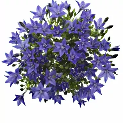 TRITELEIA BLUE STAR 70cm