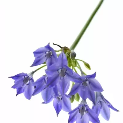 TRITELEIA BLUE STAR 70cm