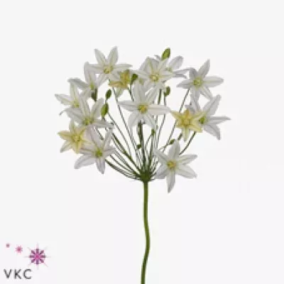 Triteleia SILVER QUEEN 65cm