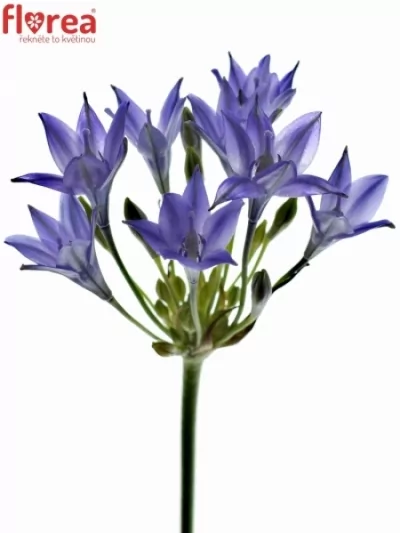 Triteleia TWILIGHT