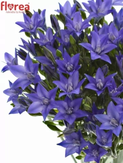 Triteleia TWILIGHT