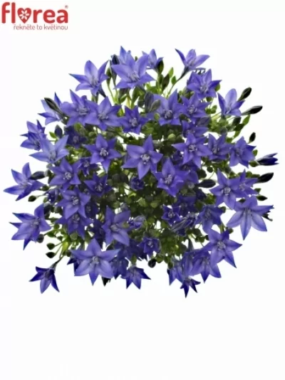 Triteleia TWILIGHT