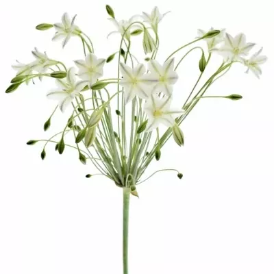 TRITELEIA WHITE SECRET