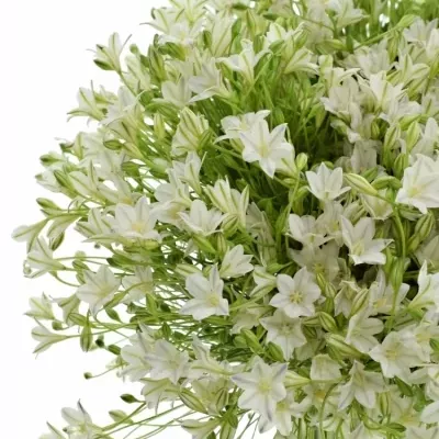 TRITELEIA WHITE SECRET