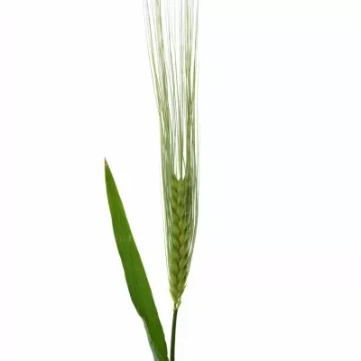 TRITICUM AESTIVUM 60cm