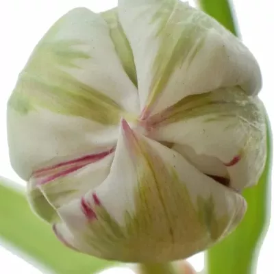 TULIPA DU CARNAVAL DE NICE 40g