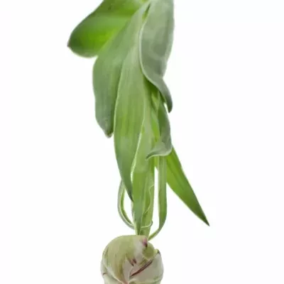 TULIPA DU CARNAVAL DE NICE 40g