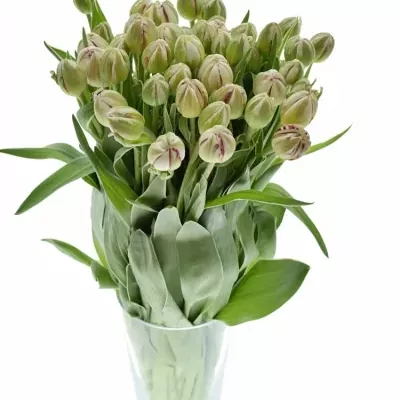 TULIPA DU CARNAVAL DE NICE 40g