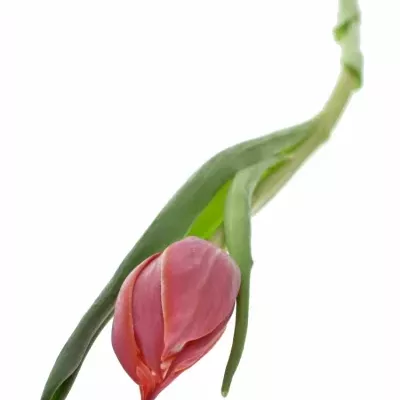 TULIPA DU CHAMPIONCHIP 37cm/28g