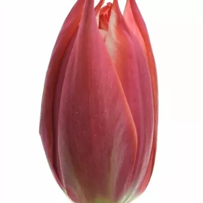 TULIPA DU CHAMPIONCHIP 37cm/28g