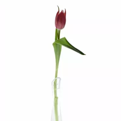 TULIPA DU CHAMPIONCHIP 37cm/28g