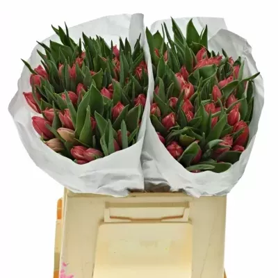 TULIPA DU CHAMPIONCHIP 37cm/28g