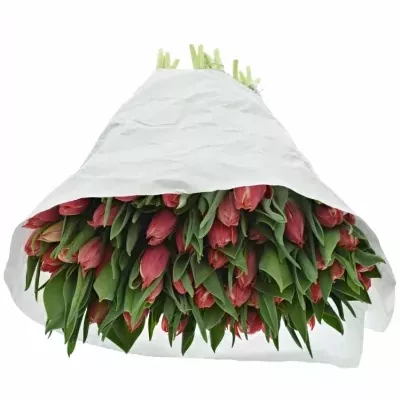 TULIPA DU CHAMPIONCHIP 37cm/28g