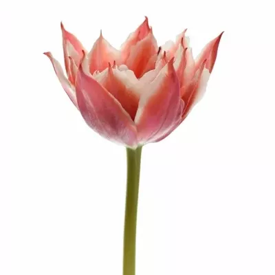 TULIPA DU CHAMPIONCHIP 37cm/28g