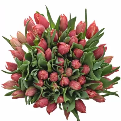 TULIPA DU CHAMPIONCHIP 37cm/28g