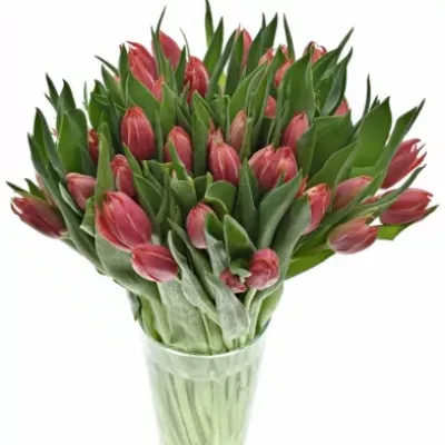 TULIPA DU CHAMPIONCHIP 37cm/28g