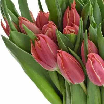 TULIPA DU CHAMPIONCHIP 37cm/28g