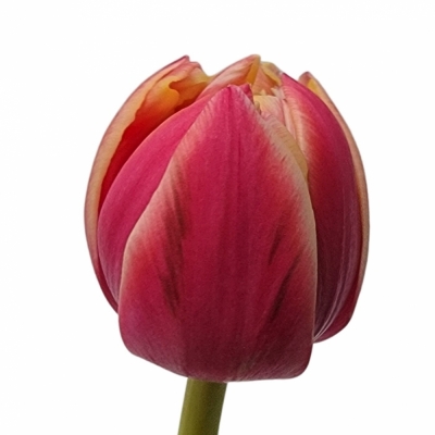 TULIPA DU COLUMBUS