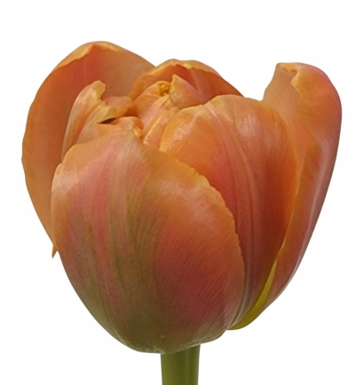 TULIPA DU ICOON 41cm/39g