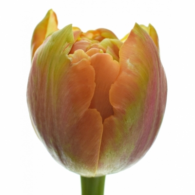 TULIPA DU ICOON 41cm/39g